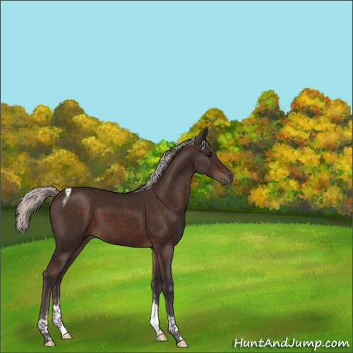 Horse Color:Silver Brown Tobiano 