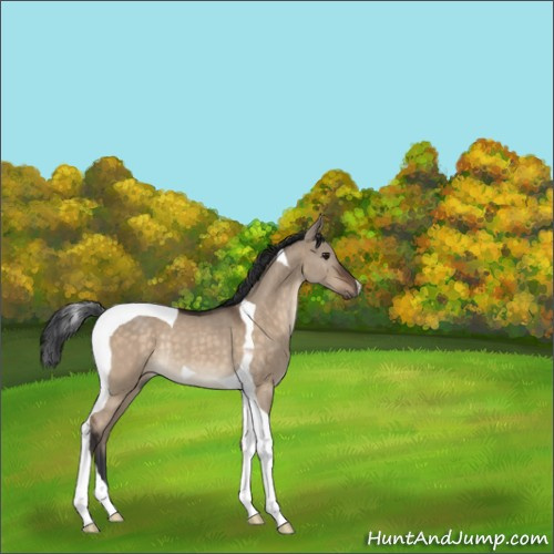 Horse Color:Brown Dun Tobiano Rabicano 