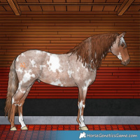 Horse Color:White Spotted Red Roan 