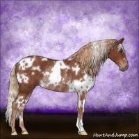 Horse Color:White Spotted Chestnut Rabicano