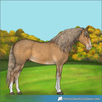 Horse Color:Chocolate Palomino Dun Sabino