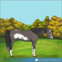 Horse Color:Grullo Splash Frame 