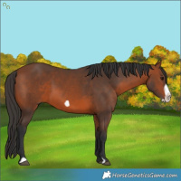 Horse Color:Bay Frame 