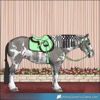 Horse Color:White Spotted Grullo Sabino Rabicano