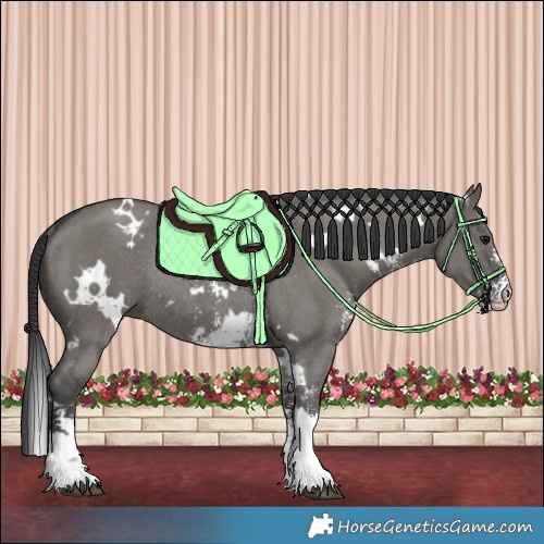 Horse Color:White Spotted Grullo Sabino Rabicano 