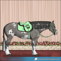 Horse Color:White Spotted Grullo Sabino Rabicano