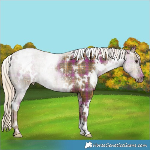 Horse Color:Plaid  White Spotted Chocolate Palomino Rabicano 