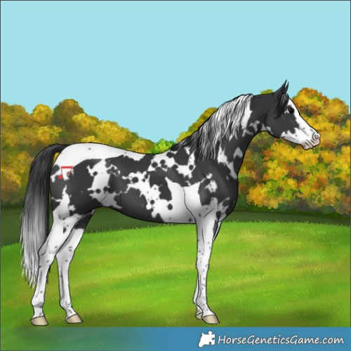 Horse Color:White Spotted Black Splash Tobiano 