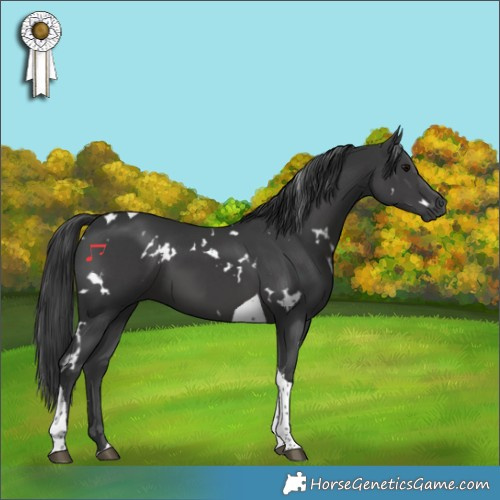 Horse Color:White Spotted Black Tobiano 