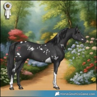 Horse Color:White Spotted Black Tobiano 