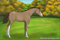 Horse Color:Classic Cream Champagne 