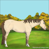 Horse Color:Amber Cream Champagne Dun Sabino 
