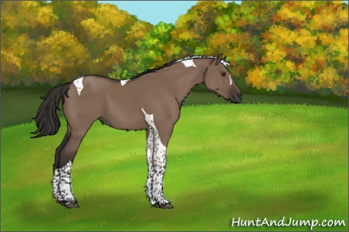 Horse Color:Liver Red Dun Tobiano 