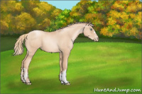 Horse Color:Gold Champagne Pearl Rabicano  and Gold Champagne Pearl Rabicano 