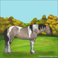 Horse Color:Brown Dun Tobiano Rabicano Brindle 