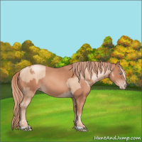 Horse Color:Gold Champagne Pearl Rabicano  and Gold Champagne Rabicano 
