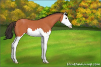 Horse Color:Bay Splash 