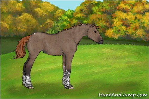 Horse Color:Liver Red Dun Tobiano Rabicano Brindle 