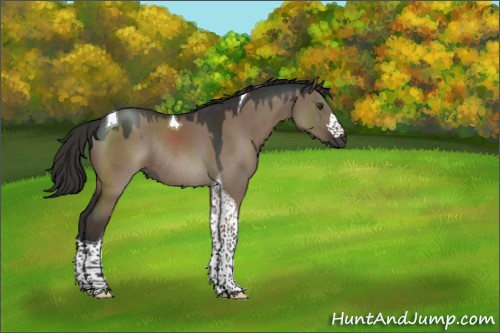 Horse Color:Liver Red Dun Tobiano Rabicano 