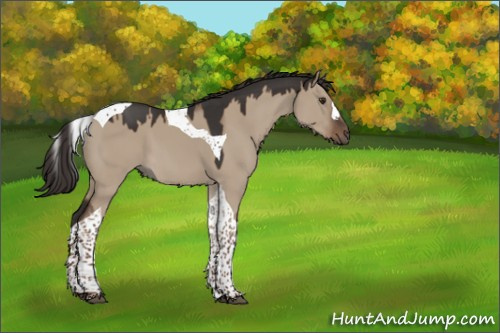 Horse Color:Liver Red Dun Tobiano 