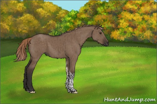 Horse Color:Liver Red Dun Tobiano Brindle 