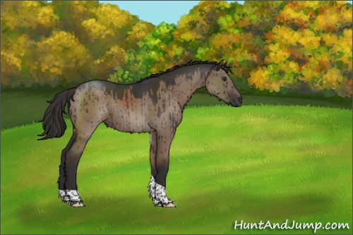 Horse Color:Liver Red Dun Tobiano Brindle 