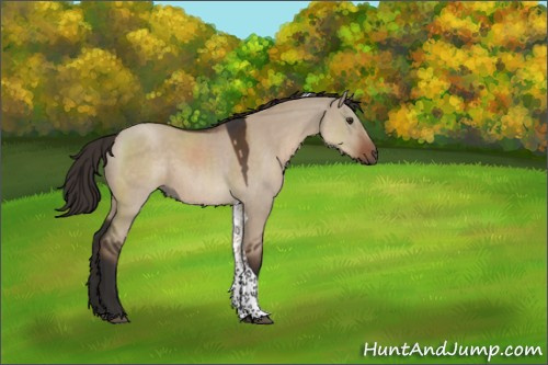 Horse Color:Liver Red Dun Tobiano Rabicano 