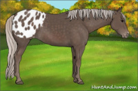 Horse Color:Silver Black Appaloosa 