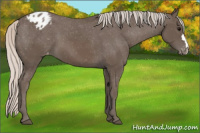 Horse Color:Silver Black Appaloosa 