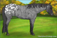 Horse Color:Blue Roan Appaloosa