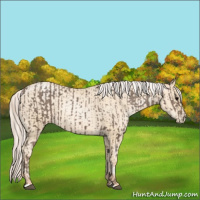 Horse Color:Silver Black Appaloosa  and Silver Amber Cream Champagne Pearl 