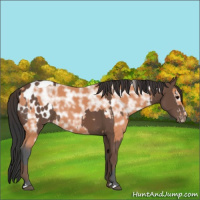 Horse Color:Silver Black Appaloosa  and Bay Ice 