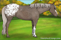 Horse Color:Silver Black Appaloosa 