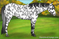 Horse Color:Blue Roan Leopard 