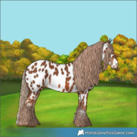 Horse Color:Chestnut Appaloosa 