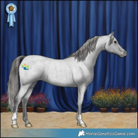 Horse Color:Blue Roan Appaloosa