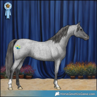 Horse Color:Blue Roan Appaloosa 