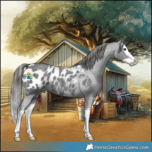 Horse Color:Blue Roan Splash Appaloosa 
