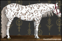 Horse Color:Silver Black Splash Near Leopard 