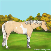 Horse Color:Silver Amber Cream Champagne Roan Tobiano 