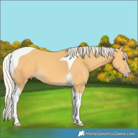 Horse Color:Silver Amber Cream Champagne Tobiano 