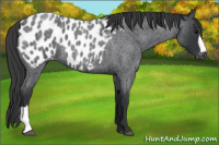 Horse Color:Blue Roan Appaloosa 