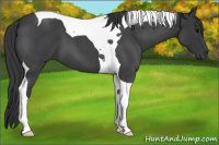 Horse Color:Blue Roan Tobiano