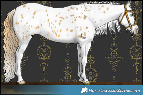 Horse Color:Sable Cream Champagne Appaloosa 