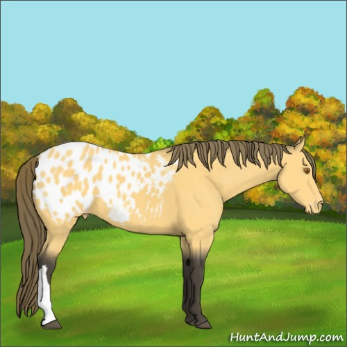 Horse Color:Buckskin Appaloosa 