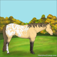 Horse Color:Buckskin Appaloosa