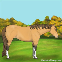 Horse Color:Buckskin Appaloosa