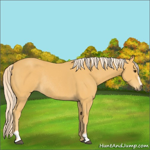 Horse Color:Palomino Sabino Rabicano