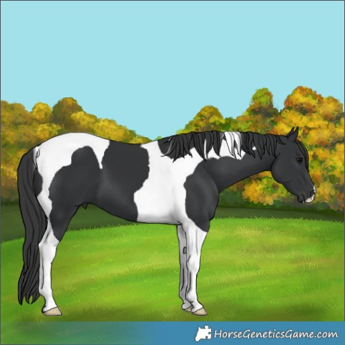 Horse Color:Black Tobiano 