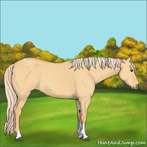 Horse Color:Palomino Dun Tobiano